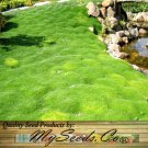 Sagina Subulata Irish Moss 5 000 Raw Seeds Per Pack Plant Seeds Hardy Plant Easy to Grow
