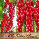 Schisandra Chinensi Magnolia Vine Vine Seeds Five Flavor Fruits Easy to Grow