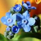 Cynoglossum Amabile Chinese Forget Me Not Flower Seeds Delicate Blooms Easy to Grow