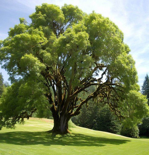 Fraxinus Latifolia Oregon Ash Tree Seeds Distinctive Leaves  Easy to Grow