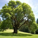 Fraxinus Latifolia Oregon Ash Tree Seeds Distinctive Leaves  Easy to Grow