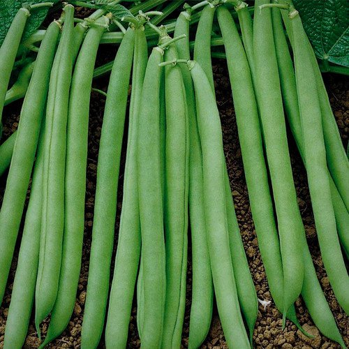 Contender Green Bush Bean Phaseolus Vulgaris Vegeatable Seeds Early Maturity Easy to Grow