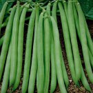 Contender Green Bush Bean Phaseolus Vulgaris Vegeatable Seeds Early Maturity Easy to Grow Contender Green Bush Bean Phaseolus Vulgaris Vegeatable Seeds Early Maturity Easy to Grow