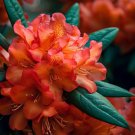 Rhododendron Bakeri Cumberland Azalea Shrub Seeds Showy Flowers Easy to Grow