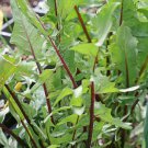 Catalogna Garnet Stem Endive Cichorium Endivia Vegetable Seeds Vibrant Color Easy to Grow