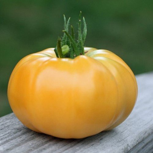 Beefsteak Dr Wyche&acirc;��S Yellow Lycopersicon Esculentum Tomato Seeds Easy to Grow
