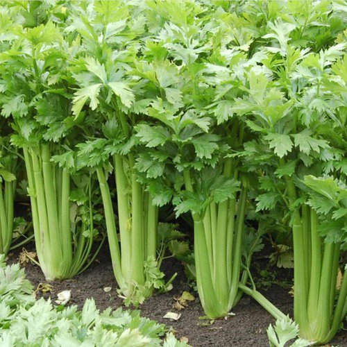 Tall Utah 52 70 Celery Apium Graveolens Vegetable Seeds Flavorful And Nutty Easy to Grow