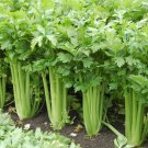 Tall Utah 52 70 Celery Apium Graveolens Vegetable Seeds Flavorful And Nutty Easy to Grow