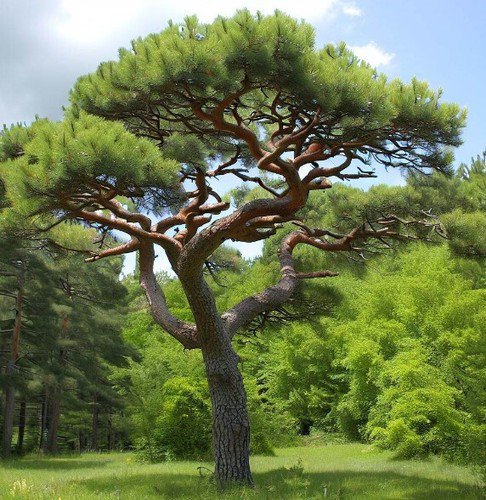 Pinus Peuce Balkan Pine Tree Seeds Attractive Shape Foliage And Cones Easy to Grow