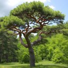 Pinus Peuce Balkan Pine Tree Seeds Attractive Shape Foliage And Cones Easy to Grow