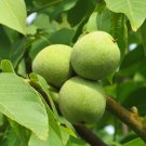 Juglans Regia Hardy Carpathian Persian Walnut Tree Seeds  Easy to Grow