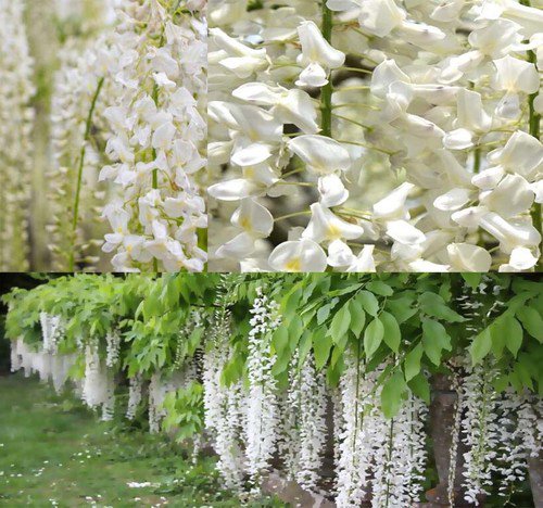 Wisteria Sinensis Alba White Wisteria Vine Seeds Elegant White Blooms Easy to Grow