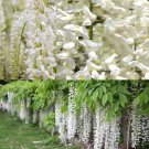 Wisteria Sinensis Alba White Wisteria Vine Seeds Elegant White Blooms Easy to Grow