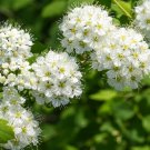 Viburnum Lentago Nannyberr Shrub Seeds Fragrant Flowers Vibrant Fall Foliage Easy to Grow
