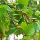 Betula Nigra Northern River Birch Tree Seeds Stunning Autumn Displays Easy to Grow Betula Nigra Northern River Birch Tree Seeds Stunning Autumn Displays Easy to Grow