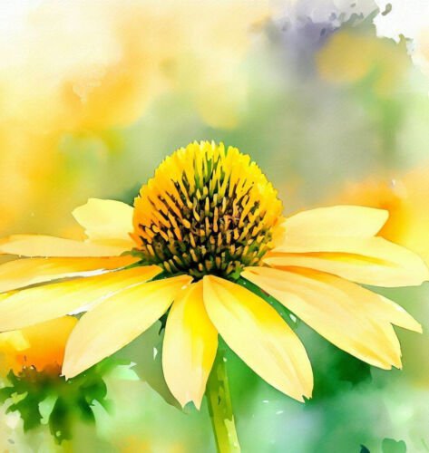 Rudbeckia Laciniata Cutleaf Coneflower Flower Seeds Showy Delicate Flowers Easy to Grow