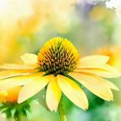 Rudbeckia Laciniata Cutleaf Coneflower Flower Seeds Showy Delicate Flowers Easy to Grow
