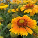 Gaillardia Aristata Yellow Gaillardia Flower Seeds Showy Delicate Flowers Easy to Grow