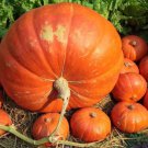 Big Max Pumpkin Cucurbita Maxima Vegetable Seeds Giant Size Easy to Grow
