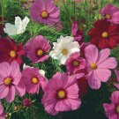 Cosmos Bipinnatus 'Sensation Mix' Cosmos Tall Mixed Flower Seeds Delicate Easy to Grow