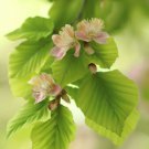 Fagus Orientalis Oriental Beech Tree Seeds Impressive Size Easy to Grow