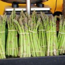 Asparagus Uc 157 F2 Asparagus Officinalis Vegetable Seeds High Yields Easy to Grow
