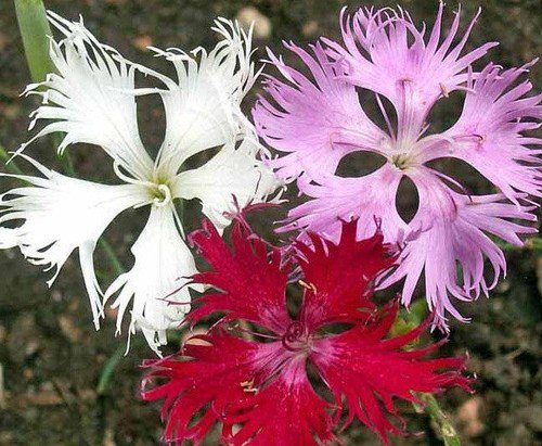 Dianthus Superbus Fringed Pinks Mixed Flower Seeds Symbolism Of Love Easy to Grow