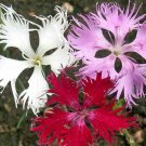 Dianthus Superbus Fringed Pinks Mixed Flower Seeds Symbolism Of Love Easy to Grow