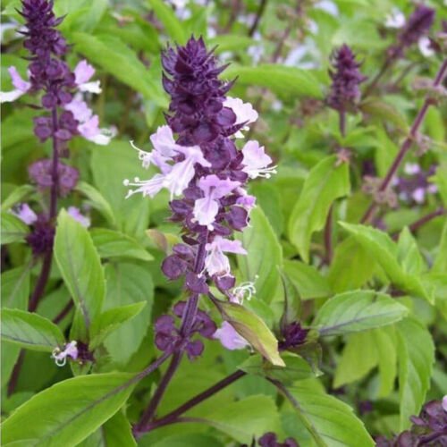 Basil Cinnamon Ocimum Basilicum Herb Seeds Aromatic Leaves Easy to Grow