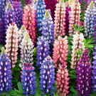 Lupinus Polyphyllus Russell Lupine Flower Seeds Vibrant Colors Unique Blooms Easy to Grow