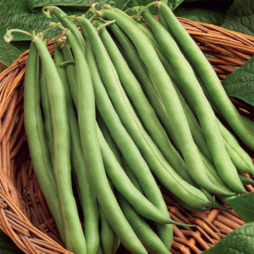 Blue Lake Pole Bean Phaseolus Vulgaris Vegeatable Seeds Sweet Tender Flavor Easy to Grow