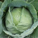 Early Round Dutch Cabbage Brassica Oleracea Vegetable Seeds Mild And Sweet Easy to Grow