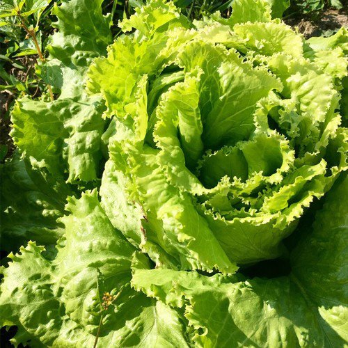 Hanson Improved Batavian Lettuce Lactuca Sativa Vegetable Seeds  Easy to Grow
