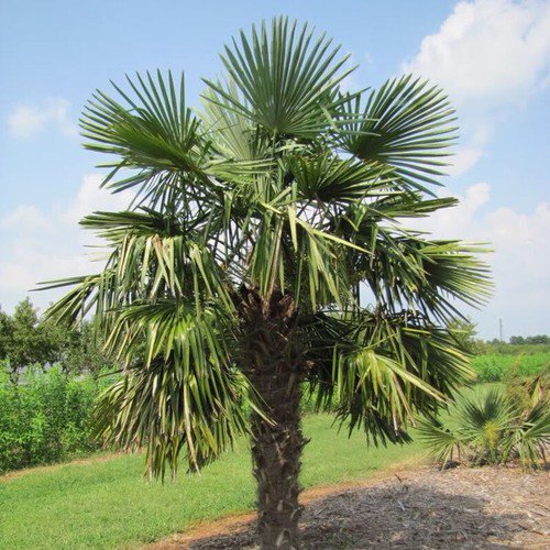 Trachycarpus Excelsus Fortunei Windmill Palm Tree Seeds Fan Shaped Foliage Easy to Grow
