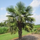 Trachycarpus Excelsus Fortunei Windmill Palm Tree Seeds Fan Shaped Foliage Easy to Grow Trachycarpus Excelsus Fortunei Windmill Palm Tree Seeds Fan Shaped Foliage Easy to Grow