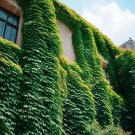 Parthenocissus Tricuspidata Boston Ivy Vine Seeds Climbing Champion Easy to Grow