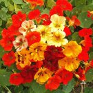 Tropaeolum 'Jewel Mix' Nasturtium Dwarf Mixed Flower Seeds Vibrant Blooms Easy to Grow