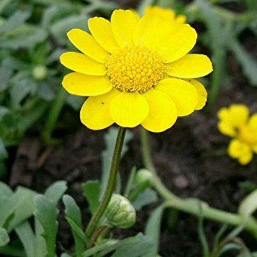 Chrysanthemum Multicaule Yellow Daisy Flower Seeds Fragrant Delicate Flowers Easy to Grow