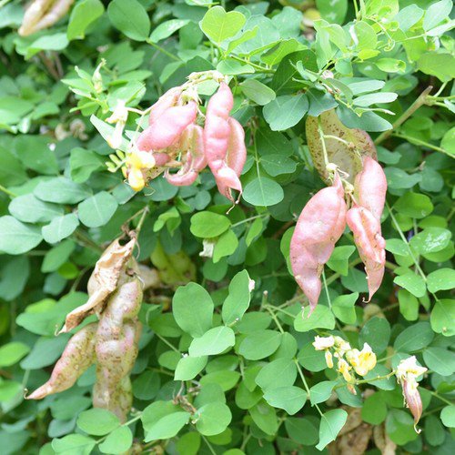 Colutea Arborescens Common Bladder Senna Shrub Seeds Vibrant Showy Flowers Easy to Grow