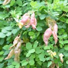 Colutea Arborescens Common Bladder Senna Shrub Seeds Vibrant Showy Flowers Easy to Grow