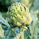 Artichoke Green Globe Cynara Scolymus Vegetable Seeds Prized For Its Tender Easy to Grow