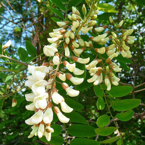 Robinia Pseudoacacia Black Locust Tree Seeds Beautiful And Fragrant Flowers Easy to Grow