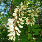 Robinia Pseudoacacia Black Locust Tree Seeds Beautiful And Fragrant Flowers Easy to Grow