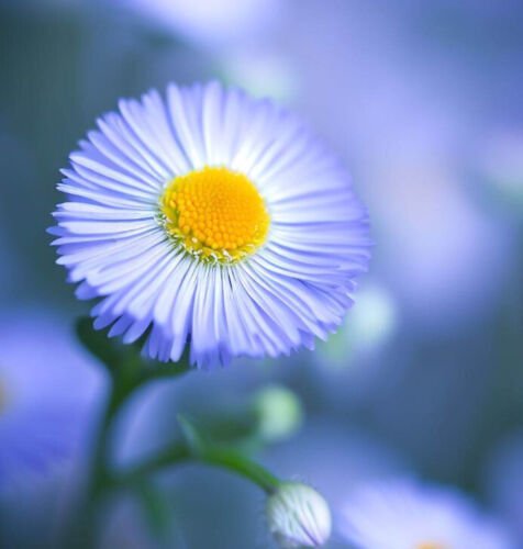 Erigeron Speciosus Fleabane Daisy Flower Seeds Charming Daisy Like Flowers Easy to Grow