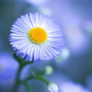 Erigeron Speciosus Fleabane Daisy Flower Seeds Charming Daisy Like Flowers Easy to Grow Erigeron Speciosus Fleabane Daisy Flower Seeds Charming Daisy Like Flowers Easy to Grow