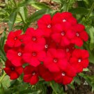 Phlox Drummondii Annual Phlox Red Flower Seeds Vibrant Red Blooms Easy to Grow
