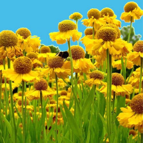Helenium Autumnale Autumn Sneezeweed Flower Seeds Eye Catching Appearance Easy to Grow