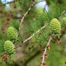 Larix Decidua European Larch Tree Seeds Attractive Foliage Easy to Grow