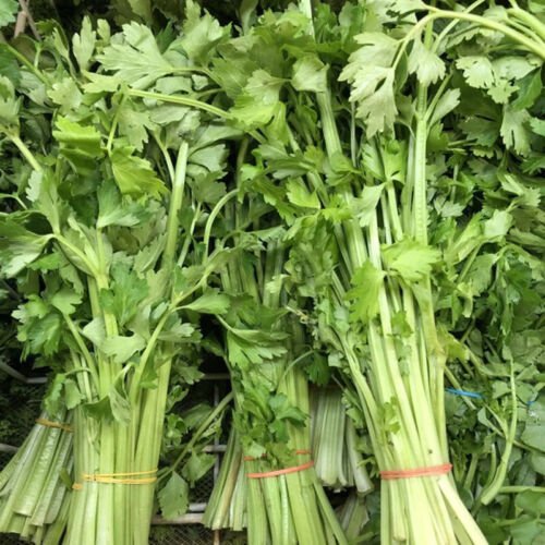 Chinese Celery Apium Graveolens Vegetable Seeds Highly Aromatic Easy to Grow