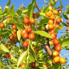 Ziziphus Mauritiana Indian Jujube Tree Seeds Attractive Flowers Edible Fruit Easy to Grow